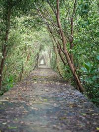 Footpath amidst trees in forest