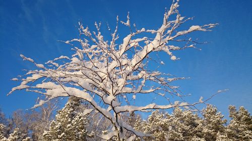 Low angle view of bare tree against blue sky