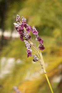 Close-up of bee on flower