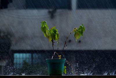 Potted plant on railing during rain