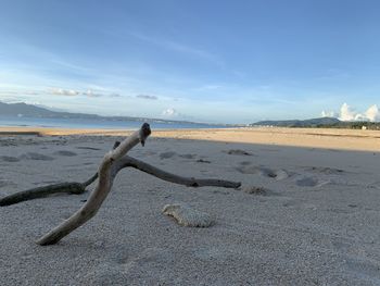 Driftwood on sand at beach against sky