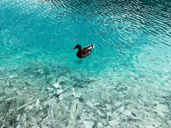 High angle view of duck swimming in sea