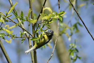 Low angle view of blue tit hanging on twig with green leaves