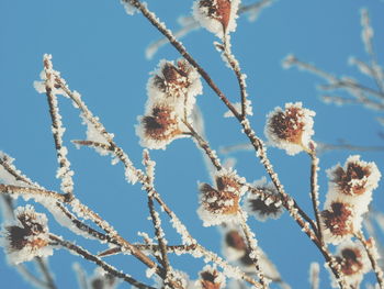 Low angle view of frosted plant against clear blue sky