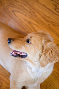 High angle view of dog on hardwood floor