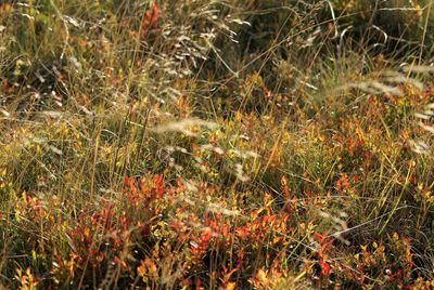 Plants growing on field