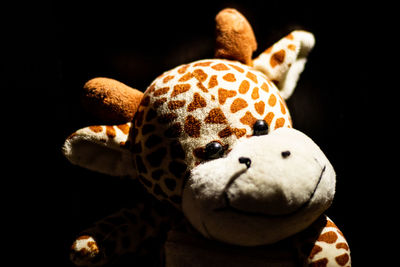 Close-up of stuffed toy against black background