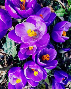 Close-up of purple flowers