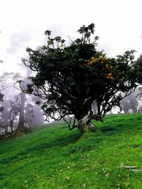 Tree on field against sky