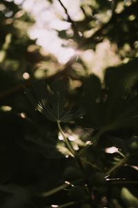 Close-up of leaves on tree