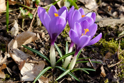 Close-up of purple crocus blooming on field