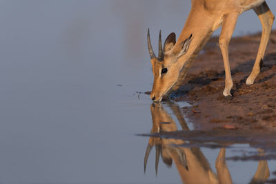 View of deer drinking water from lake