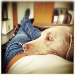 Close-up of dog sleeping on sofa