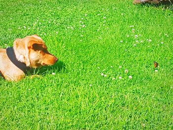 Dog on field