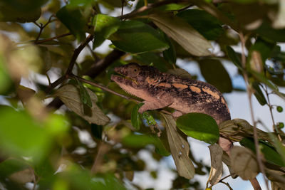 Hunting panther chameleon on a tree
