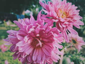 Close-up of pink flower