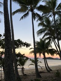 Palm trees on beach against sky