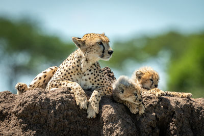 Cheetah with cubs sitting on rock in forest