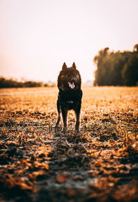 Portrait of dog running on field