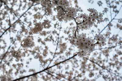 Low angle view of apple blossoms in spring