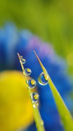 Close-up of water drops on plant