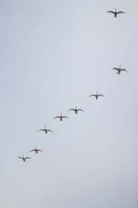 Low angle view of birds flying in sky