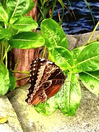 High angle view of butterfly on plant