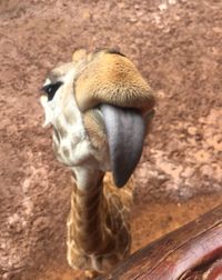 High angle view of a bird on field