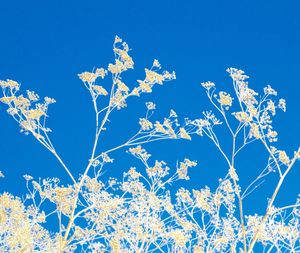 Low angle view of flowers against clear blue sky