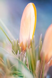 Close-up of orange flowering plant on field