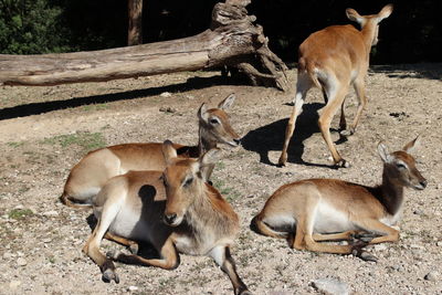 Young antelopes rest while remaining vigilant