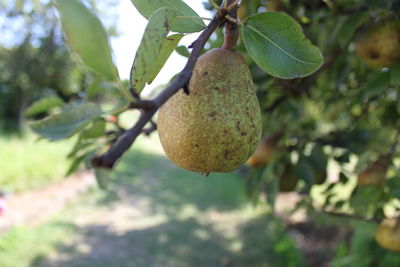 Close-up of fruit growing on tree