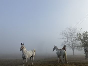 Horses in a field