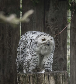 Close-up of owl perching on tree trunk