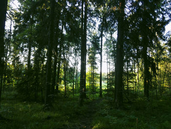 Trees in forest