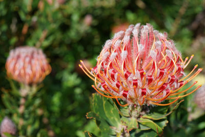 Close-up of pink flowering plant