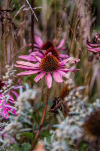 Close-up of pink flower