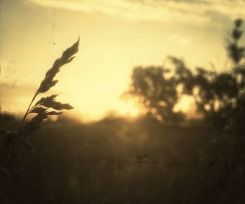 Close-up of silhouette plants against sky during sunset