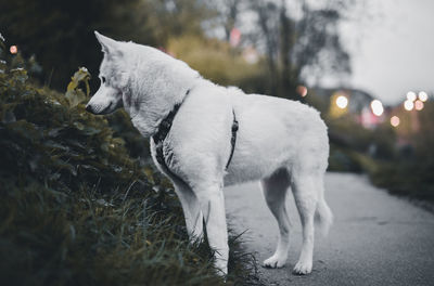 Close-up of dog outdoors