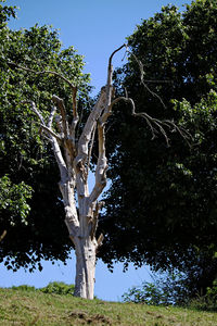 Low angle view of trees against sky