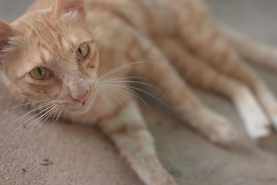 Close-up of a cat looking away