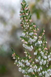 Close up of spanish heath flowers in bloom