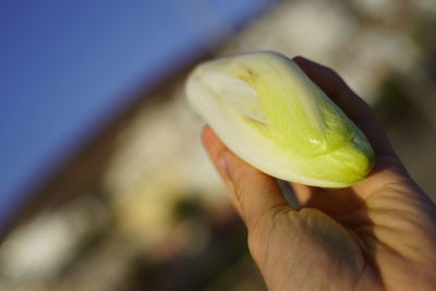 Close-up of hand holding fruit