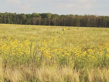 Scenic view of field against sky