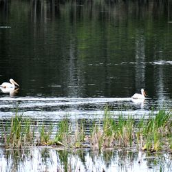 Duck swimming in lake