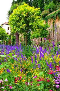 Purple flowers blooming on tree
