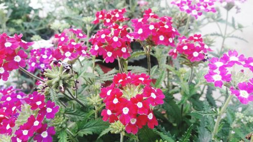 Close-up of pink flowers blooming outdoors