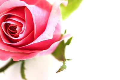 Close-up of pink rose