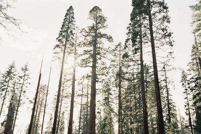 Low angle view of pine trees in forest against sky