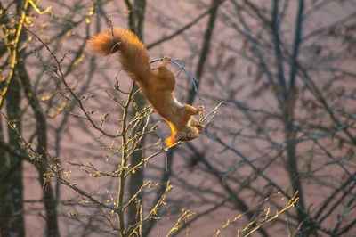 Squirrel climbing on plant during morning